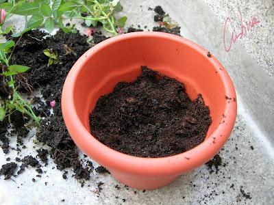 Cultivo de rosales miniatura (I): como separar esquejes