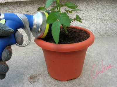 Cultivo de rosales miniatura (I): como separar esquejes