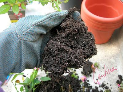 Cultivo de rosales miniatura (I): como separar esquejes