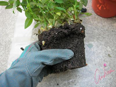 Cultivo de rosales miniatura (I): como separar esquejes