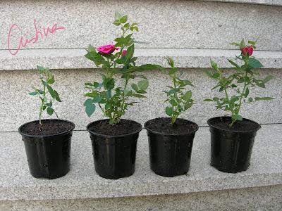 Cultivo de rosales miniatura (I): como separar esquejes