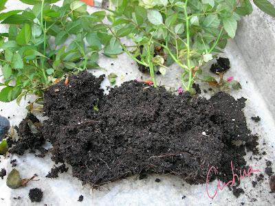 Cultivo de rosales miniatura (I): como separar esquejes