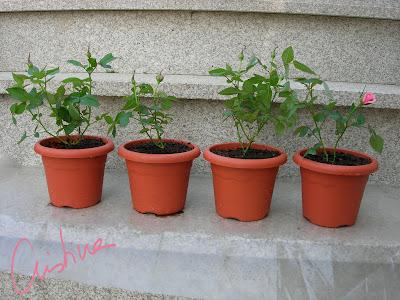 Cultivo de rosales miniatura (I): como separar esquejes