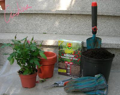 Cultivo de rosales miniatura (I): como separar esquejes