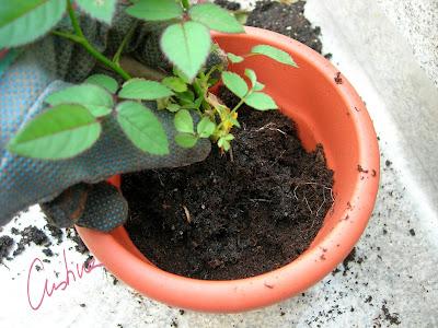 Cultivo de rosales miniatura (I): como separar esquejes