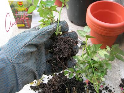 Cultivo de rosales miniatura (I): como separar esquejes