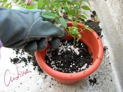 Cultivo de rosales miniatura (I): como separar esquejes