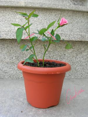 Cultivo de rosales miniatura (I): como separar esquejes