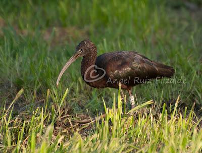 Más imágenes del Morito'l otro día...