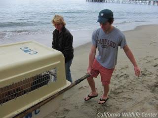 Patricia Cornwell, no sólo una gran escritora