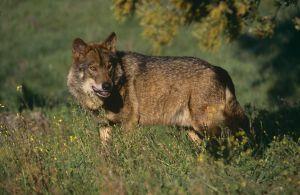 Bruselas frena el intento de Cañete de ampliar la caza del lobo ibérico