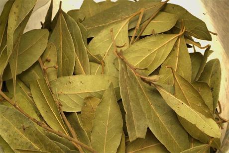 Las Propiedades del Laurel Nos Ayudan a Cuidar Nuestra Salud