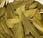 propiedades beneficiosas laurel