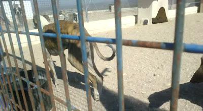 Galgo cojo con la pata trasera izquierda colgando, en la perrera, muy urgente!! (Toledo)