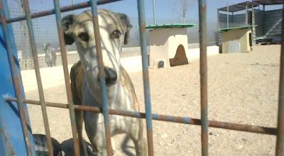 Galgo cojo con la pata trasera izquierda colgando, en la perrera, muy urgente!! (Toledo)