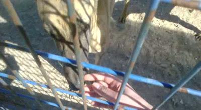 Galgo cojo con la pata trasera izquierda colgando, en la perrera, muy urgente!! (Toledo)