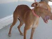 Rubia, podenca maltratada adopcion baeza
