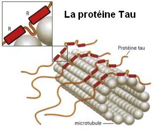 imagen Proteina Tau 