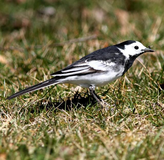 EL BOSQUECILLO DE BARAÑAIN-NAVARRA