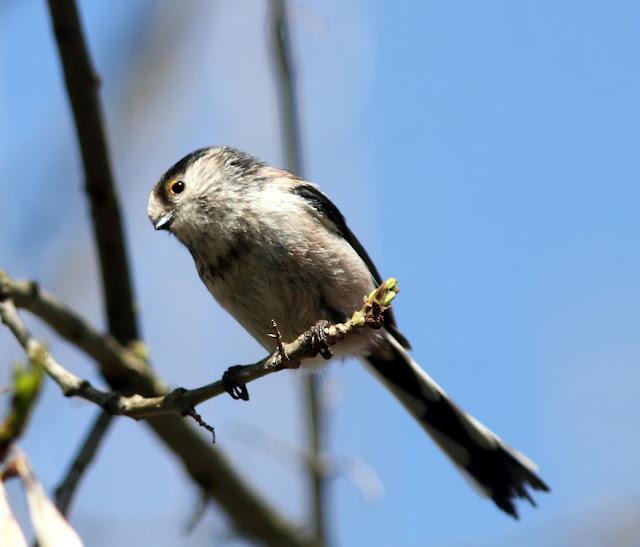 EL BOSQUECILLO DE BARAÑAIN-NAVARRA