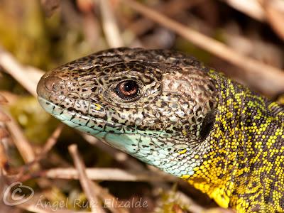 Verdinegros en Oyambre...