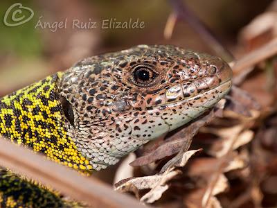 Verdinegros en Oyambre...