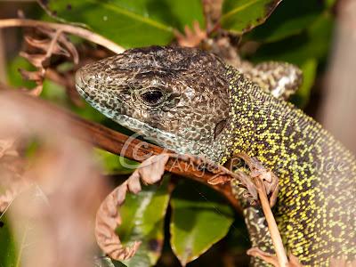 Verdinegros en Oyambre...