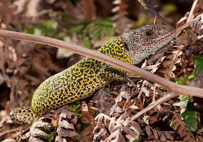 Verdinegros en Oyambre...