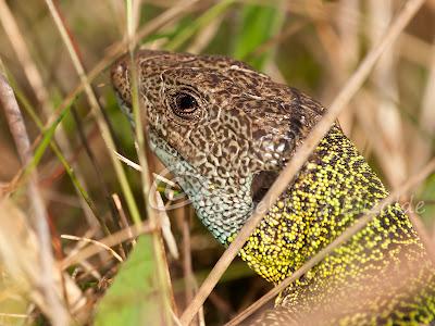 Verdinegros en Oyambre...