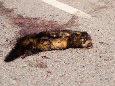 Verdinegros en Oyambre...