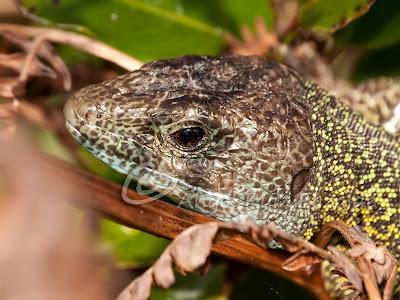 Verdinegros en Oyambre...