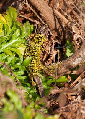Verdinegros en Oyambre...