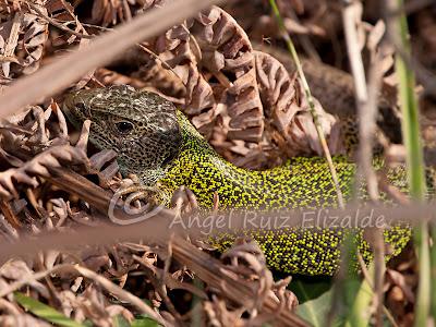 Verdinegros en Oyambre...