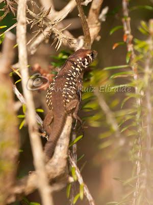 Verdinegros en Oyambre...