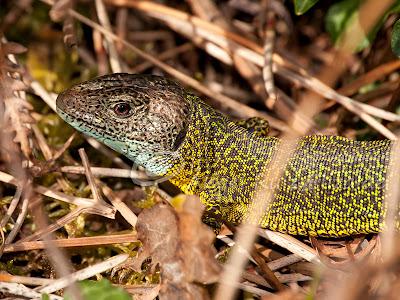 Verdinegros en Oyambre...