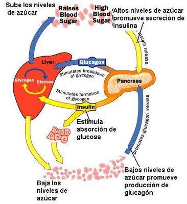 metabolismohidratos Metabolismo de hidratos de carbono