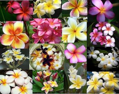 Flores de primavera: Azaleas, Narciso, Tulipanes y Jacintos