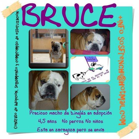Bulldog Inglés en Adopción