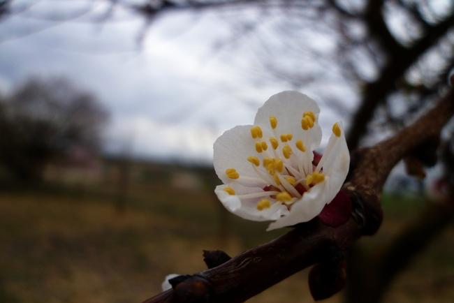 #RetoBokeh de la Familia Fotera