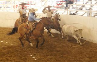 Don Roberto, a Primero con 384 en el Circuito Charro Jalisco