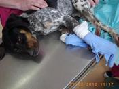 Atropellado salvado extremis sacrificado perrera