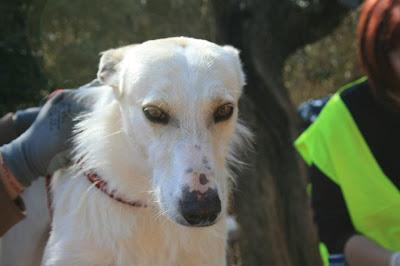 Lucero, precioso cruce de galgo, su nombre lo define bien, pero nadie lo ve.