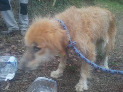 SOCO, ABANDONADA PARA QUE MURIESE DE HAMBRE.