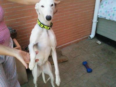 Preciosa galguita que busca hogar.