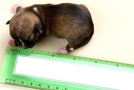 Haci Mismo Usuarios Como Aparece En La Foto Perrita “Beyonce” sería la más pequeña del mundo