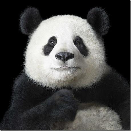 panda